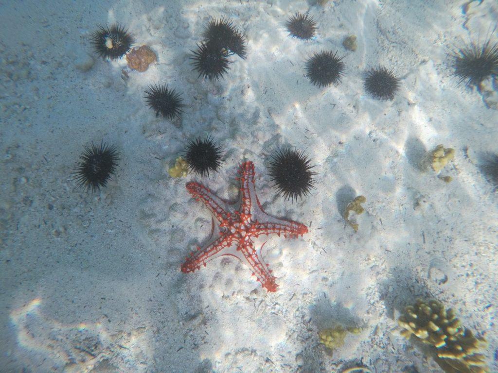 Vorsicht vor Seeigeln im Sansibar-Urlaub