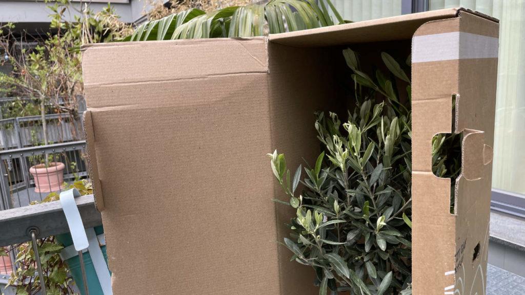 Olivenbaum online kaufen