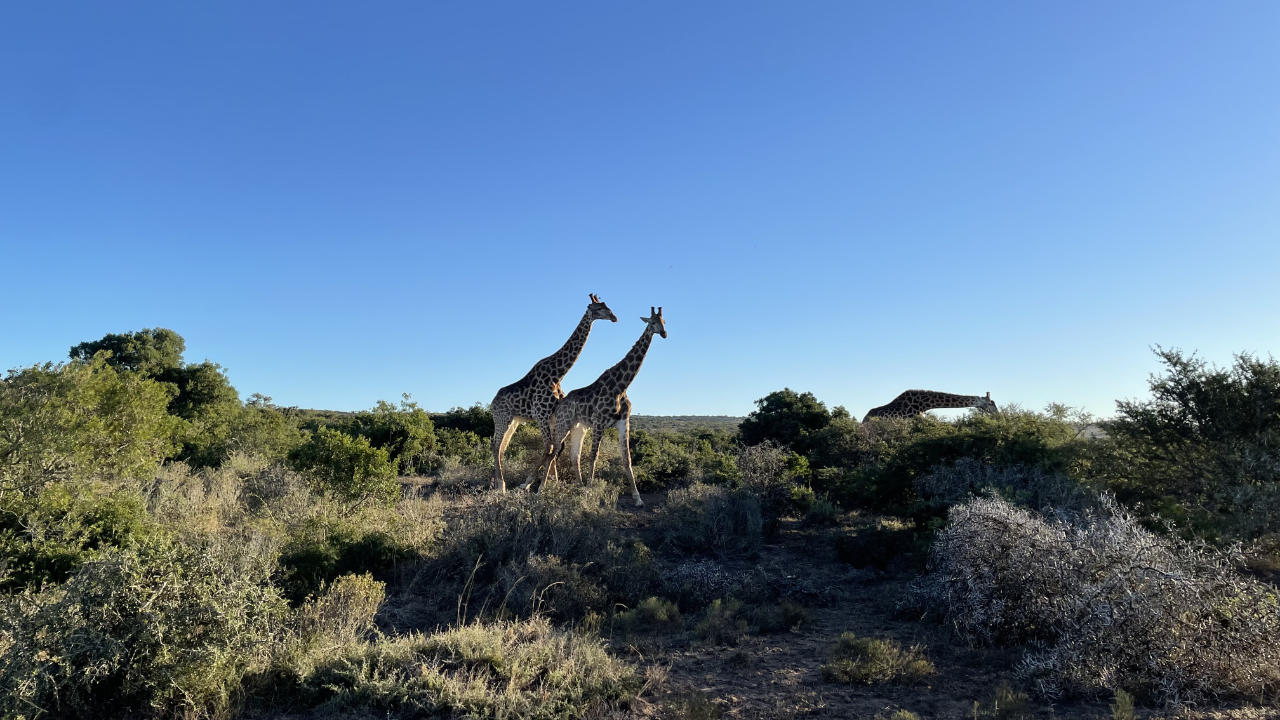 Safari Highlight Amakhala Game Reserve