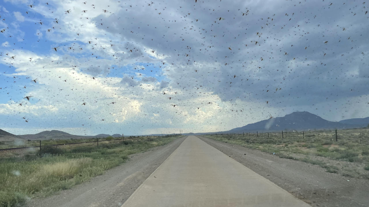 Heuschrecken Grashüpfer Südafrika