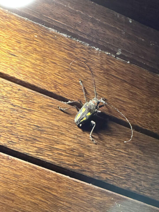 Darsan Lembongan Käfer