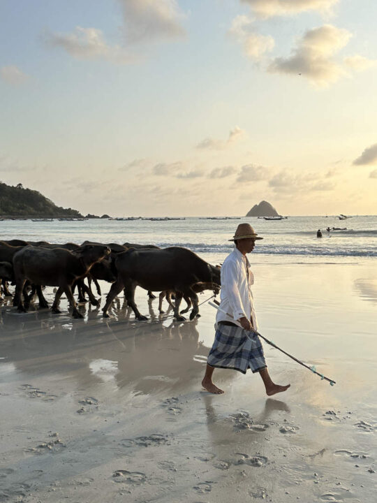 Büffelherde Selong Belanak