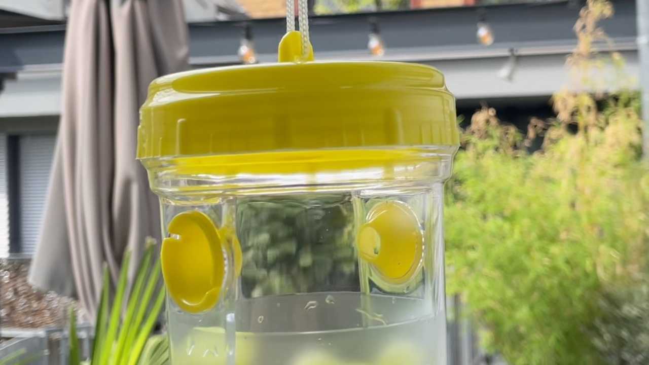 Wespenfalle Kaufen Vergleich